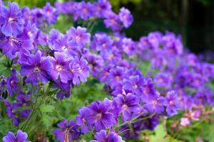 maravilloso púrpura bohemio geranio. lila geranio flores en el cama de flores. hermosa antecedentes. rosado y Violeta flores, botunes y hojas. jardinería. flor cama foto