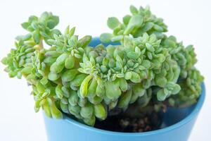 sedeveria seducir planta suculento. pequeño flor en blanco antecedentes. foto