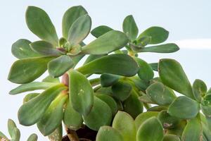 echeveria planta suculento en maceta. verde pequeño flor en blanco antecedentes. foto