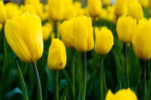 amarillo tulipán en el campo. un grande brote de un amarillo flor. primavera antecedentes. tulipanes en el jardín. estacional floración de primavera flores cerca arriba foto