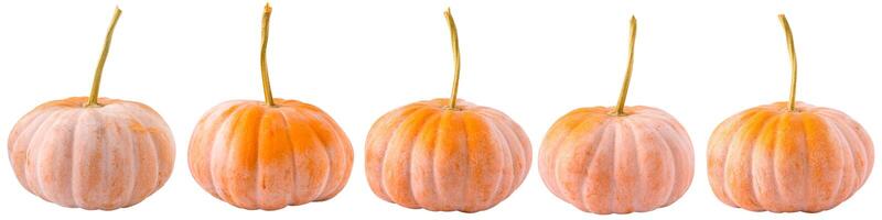 Pumpkins isolated on white background. Pumpkin in different points of view photo