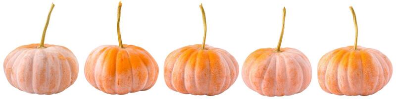 Pumpkins isolated on white background. Pumpkin in different points of view photo