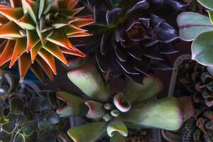 un conjunto de diferente suculentas haworthia y áloe, crassula y sedum, echeveria, crassula y kalanchoe. crecer un hogar flor. floricultura. cactus hogar verde suculento. flores antecedentes. foto