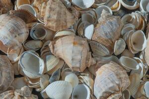 Sea shells on the beach. Summer background. Rapan shell. Beige light color. Aesthetic minimalism. Nature beauty. photo