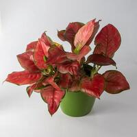 Red aglonema flower in a pot. Leaves with bright pink veins. Aglaonema plant on white background. photo