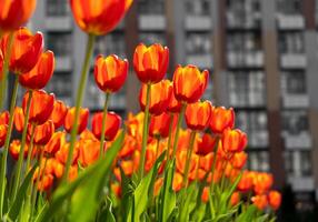 Red tulips background. Beautiful tulip. Flower bud in spring in the sunlight. Flowerbed with flowers. Tulip close-up. Red flower photo