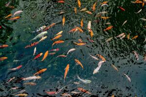 Pond with carps top view. Many colorful fish of different sizes swim in the lake. School of fish in the pond. Fancy carp photo