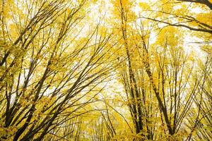 Trees with yellow leaves in the forest in autumn. Natural landscape. Nature photo