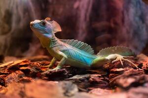 Lizard is green in a terrarium with bark photo