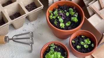 Pots with various vegetables seedlings. video