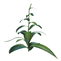 Plant isolated on transparent png