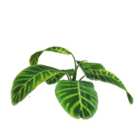 Plant isolated on transparent png