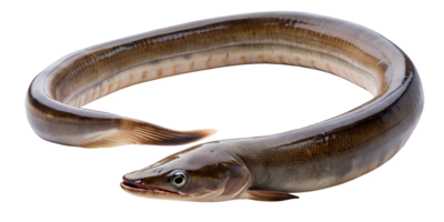 Anguila pescado aislado en transparente antecedentes. png