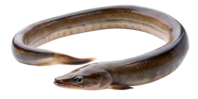 Aal Fisch isoliert auf transparent Hintergrund. png