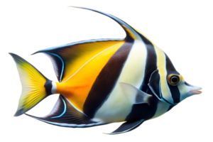 Moorish idol isolated on transparent background. png