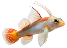 Elegant fire goby isolated on transparent background. png