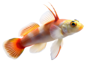 Elegant fire goby isolated on transparent background. png