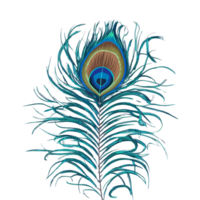 peacock feather on transparent background png