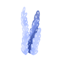 hand- getrokken algen elementen. geïsoleerd illustratie met zeewier. kinderachtig waterverf illustratie png