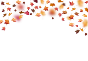 fall leaves without background png