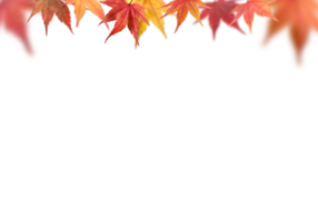 red yellow fall leaves without background png