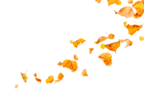 yellow Autumn leaves without background png