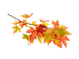 rojo amarillo verde otoño hojas sin antecedentes png