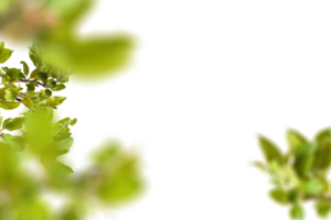 Leaves in foreground with background png