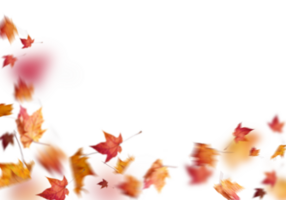yellow fall leaves without background png