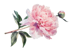 Watercolor beautiful pale pink peony flower isolated. Beautiful flower for wedding and invitation. png