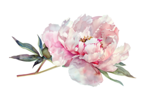 Watercolor beautiful pale pink peony flower isolated. Beautiful flower for wedding and invitation. png