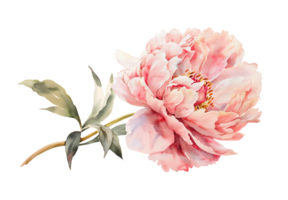 vattenfärg skön blek rosa pion blomma isolerat. skön blomma för bröllop och inbjudan. png
