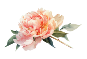 Watercolor beautiful pale pink peony flower isolated. Beautiful flower for wedding and invitation. png