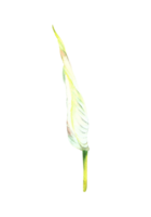 tropisch Blumen Calla, Weiß Lilie, Urwald Knospen Pflanzen. Haus Pflanzen Blatt, Flamingo Blumen, exotisch tropisch Laub. Clip Art zum drucken Aquarell Hand gezeichnet Illustration. png
