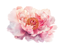 Watercolor beautiful pale pink peony flower isolated. Beautiful flower for wedding and invitation. png