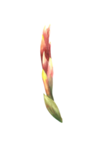 tropisch bromelia bloem, huis fabriek. huis planten exotisch rood bromeliaceae knop met blad, ungelen tropisch bloemen clip art. waterverf hand- getrokken illustratie voor afdrukken. png