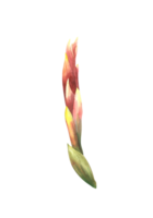 tropisch bromelia bloem, huis fabriek. huis planten exotisch rood bromeliaceae knop met blad, ungelen tropisch bloemen clip art. waterverf hand- getrokken illustratie voor afdrukken. png