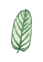 tropicale le foglie giungla impianti. Casa impianti Calathea foglia, esotico tropicale fogliame. acquerello mano disegnato illustrazione. di moda casa urbano giungla per etichetta, carta Stampa png