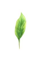 tropisk blad, anthurium, blommor, djungel växter. hus växter lämna, exotisk tropisk lövverk. ClipArt för skriva ut vattenfärg hand dragen illustration bakgrund png