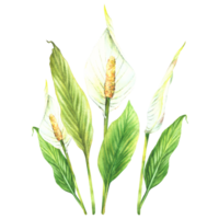 anthurium plante bouquet, tropique feuilles, bourgeon, fleurs, maison les plantes. aquarelle peint illustration. png