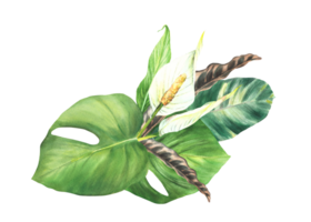 exotisk växt bukett, tropisk löv, knopp, vit calla blommor, hus växter, philodendron lövverk. ClipArt för inbjudan, hälsning kort skriva ut vattenfärg hand dragen illustration bakgrund. png