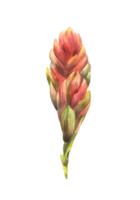 tropisk Ananasväxter blomma, Hem växt. hus växter exotisk röd bromeliaceae knopp med blad, iungle tropisk blommig ClipArt. vattenfärg hand dragen illustration för utskrift. png