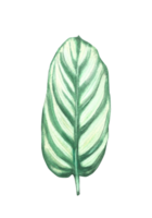 tropicale le foglie giungla impianti. Casa impianti Calathea foglia, esotico tropicale fogliame. acquerello mano disegnato illustrazione. di moda casa urbano giungla per etichetta, carta Stampa png