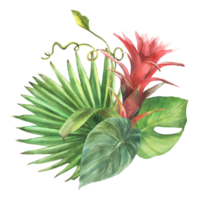 Tropical leaves with red flowers, palm leaf, creeper foliage bouquet, home plant greenery. Exotic south leaf, bud jungle floral clipart. Watercolor hand drawn illustration. png