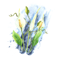 Tropic plant arrangement, leaves, bud, flowers, creeper, house plants, white calla flowers, exotic curly greenery on watercolor splashes background. Clipart for card. Painted illustration png