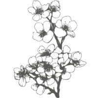 Cherry flower and leaves drawing. Botanical rose, branch and berry Black ink sketch. Great for tattoo, invitations, greeting cards, decor. png