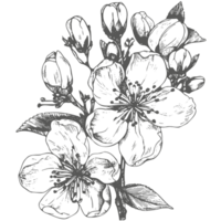 Cherry flower and leaves drawing. Botanical rose, branch and berry Black ink sketch. Great for tattoo, invitations, greeting cards, decor. png