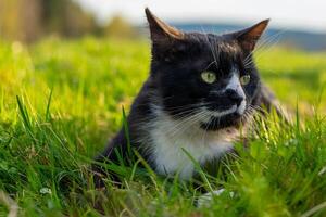 black and white cat in the grass photo