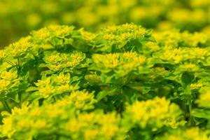 blooming tall spurge flowers on a meadow photo