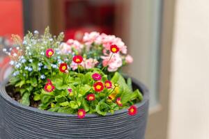 flowering red daisy bellis perennis photo